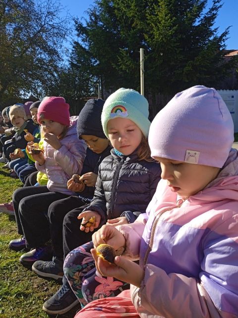 dzien ziemniaka tulipanki