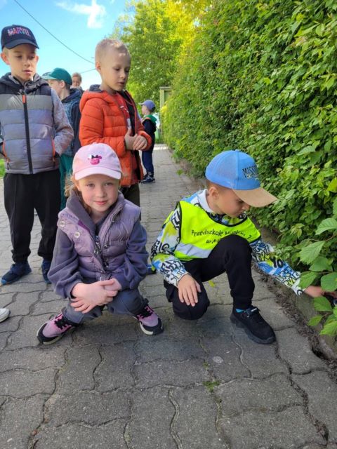 niezapominajki i kamienie